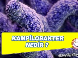 KAMPİLOBAKTER